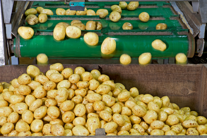 Processed Potatoes Market