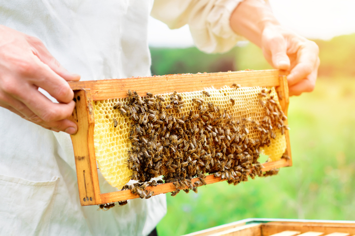 Apiculture Market