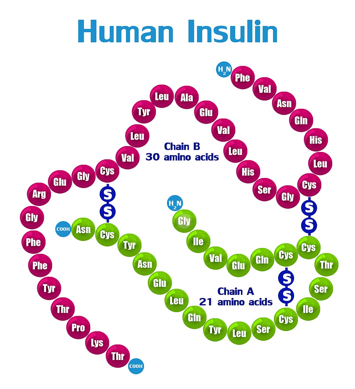 Human Insulin Market