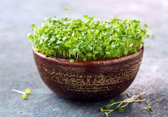 Microgreens Market Expected to Reach $2.2 Billion by 2028