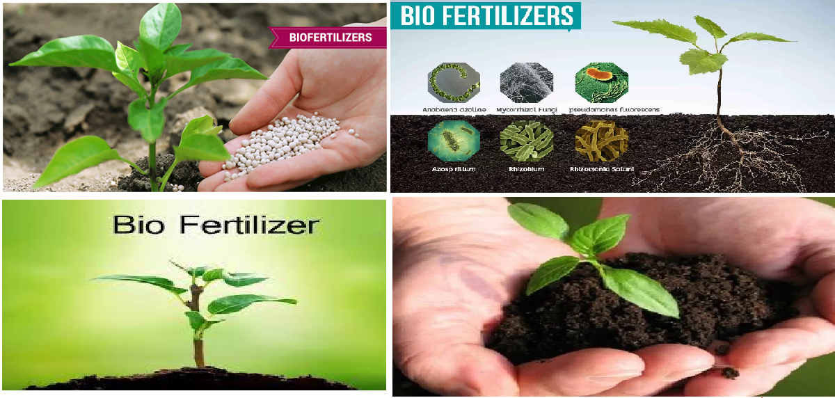 Bio-Fertilizers Market