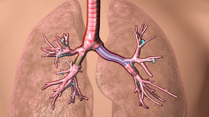 Airway Stent Lung Stent Market